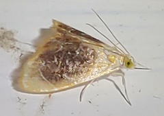 Glaphyria fulminalis