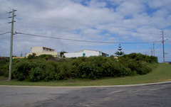 Eucalyptus petrensis