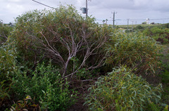 Eucalyptus petrensis