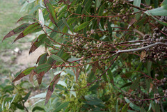 Eucalyptus petrensis