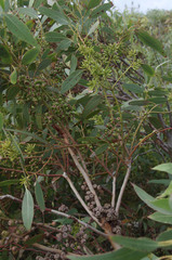 Eucalyptus petrensis