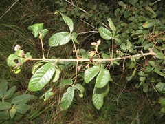 Vitex patula