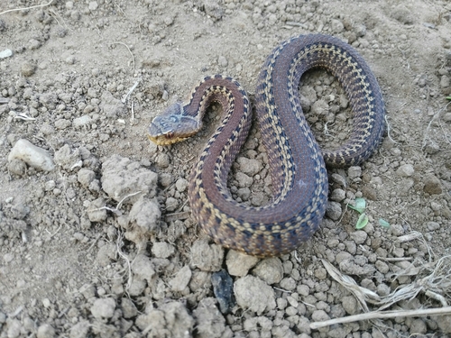 Seoane's Viper