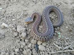 Vipera seoanei