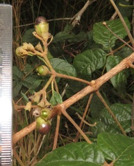 Vitex patula