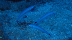 Ptereleotris heteroptera