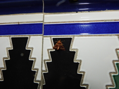 Stemmatophora combustalis