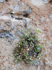 Arenaria suffruticosa