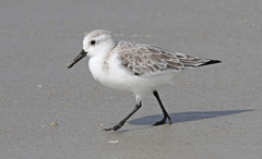 Calidris alba