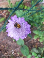 Bombus pascuorum