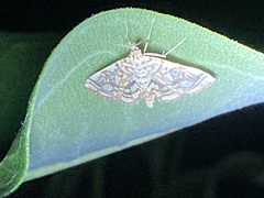 Lygropia rivulalis