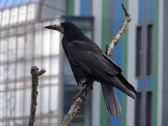 Corvus frugilegus