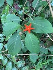 Mussaenda maingayi