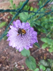 Bombus pascuorum