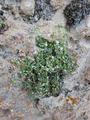 Arenaria suffruticosa