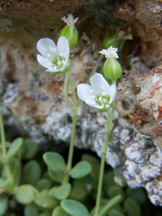 Arenaria suffruticosa