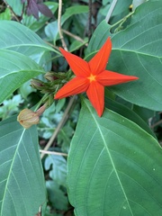 Mussaenda maingayi