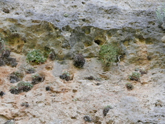 Arenaria suffruticosa