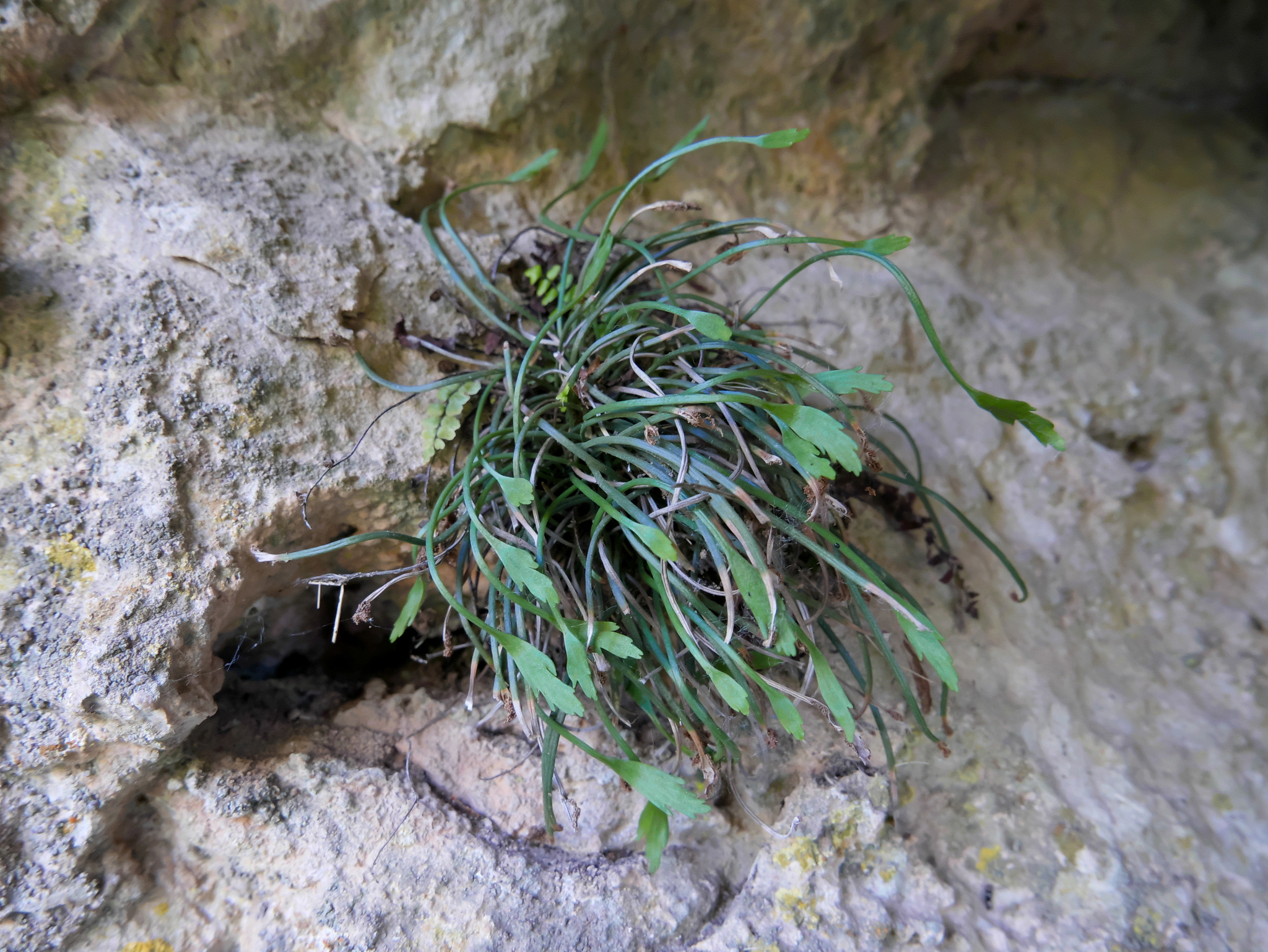 Asplenium celtibericum Rivas Mart. 2