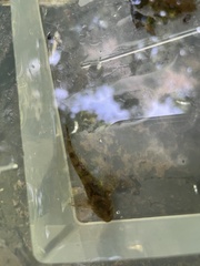 Cottus perifretum