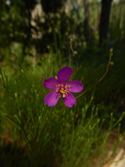 Phemeranthus mengesii