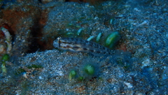 Gnatholepis cauerensis