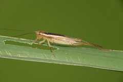 Euscyrtus