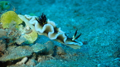 Doriprismatica tibboeli