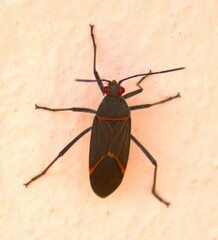 Leptocoris amictus