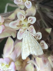 Glaphyria glaphyralis