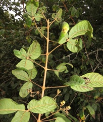 Vitex patula