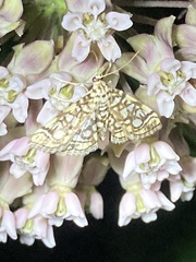 Lygropia rivulalis