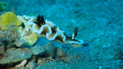 Doriprismatica tibboeli