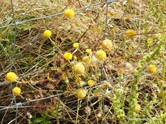 Anacyclus valentinus