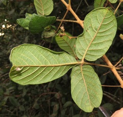 Vitex patula