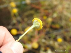 Anacyclus valentinus