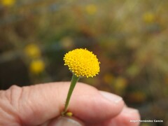 Anacyclus valentinus