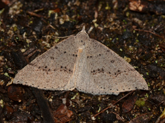 Nearcha nullata