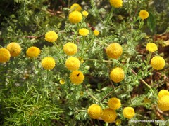 Anacyclus valentinus