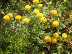 Anacyclus valentinus