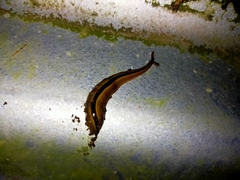 Australopacifica regina