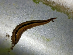 Australopacifica regina