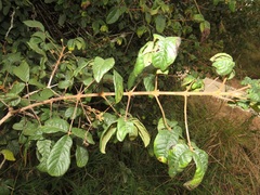 Vitex patula