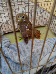 Glaucidium brasilianum