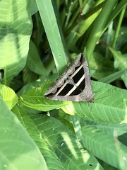 Grammodes bifasciata