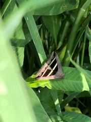 Grammodes bifasciata