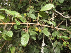 Vitex patula