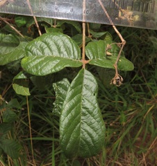 Vitex patula