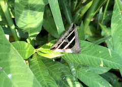 Grammodes bifasciata