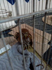 Glaucidium brasilianum